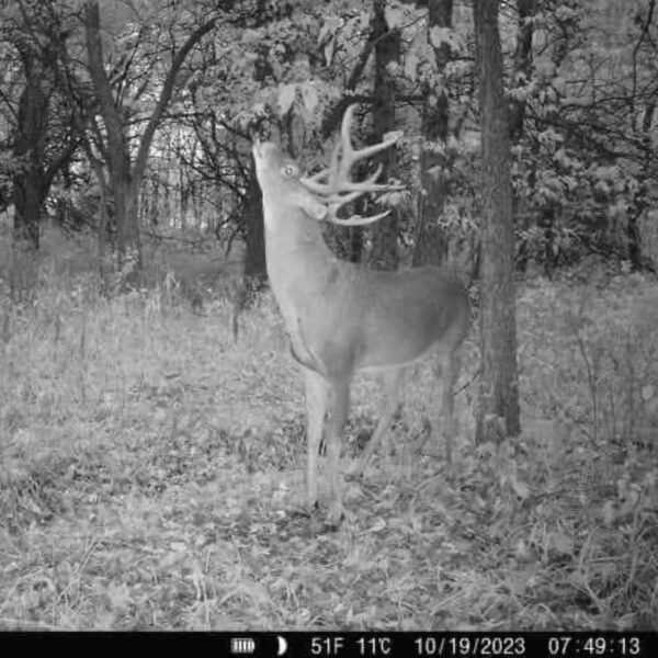 ROPE HEMP SYNTHETIC BUCK URINE - Image 5