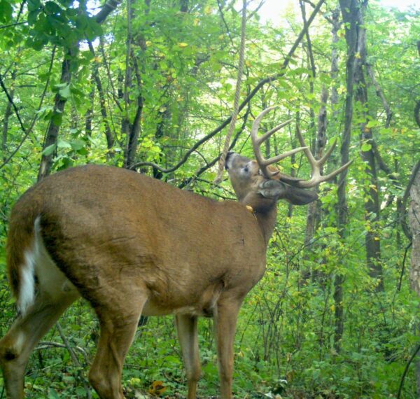 ROPE HEMP SYNTHETIC BUCK SCRAPE - Image 8